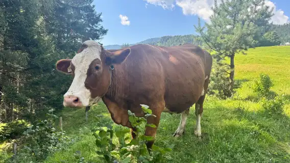 Private Full Day Do-Re-Mi Picnic Tour with Werfen Castle