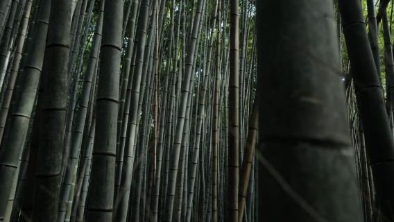 京都：嵐山竹林小徑健行導覽