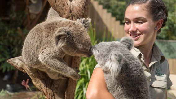 From Sydney: Jervis Bay Tour with Beach, Koalas & Kangaroos