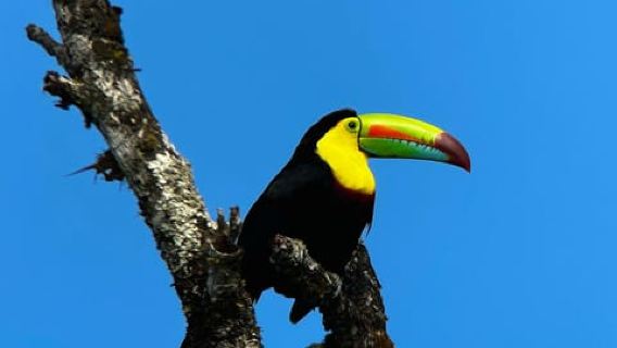 Monteverde: Visita guiada al bosque nuboso