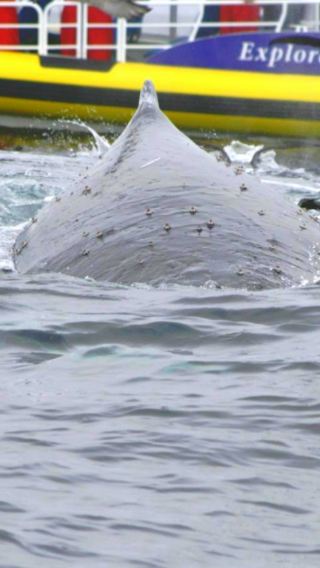 Tasman Peninsula speedboating 3 hour experience with morning tea and lunch|optional add-on Port Arthur/Devil Park