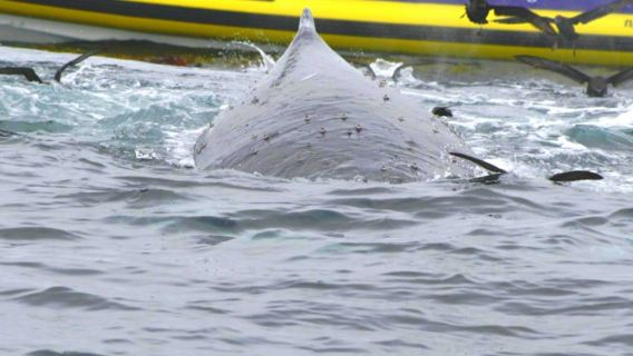 Tasmania Speedboating 3-Hour Experience + Tasman Peninsula one-day tour with Breakfast and Lunch