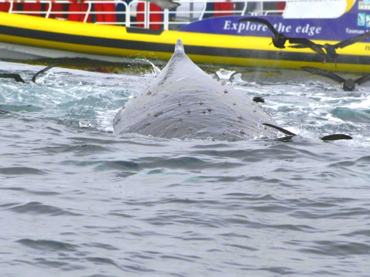 Tasmania Speedboating 3 hr Experience + Tasman Peninsula 1-Day Tour with Morning Tea and Lunch