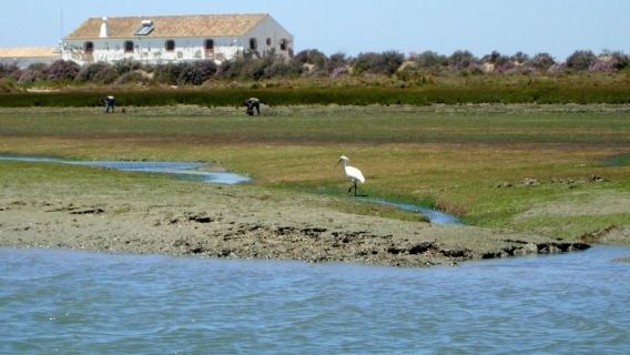 Ria Formosa: 2-Hour Guided Bird Watching Boat Tour