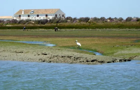 Ria Formosa自然公園：2小時觀鳥導賞船遊