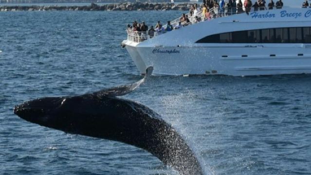 West Harbor : Croisière d'observation des baleines et des dauphins