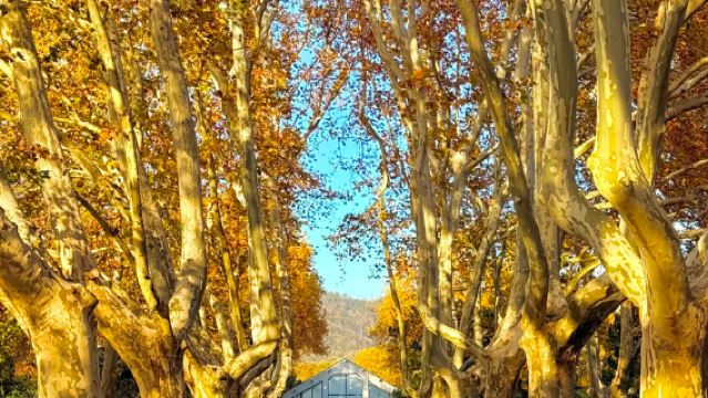 南京明孝陵半日遊【2-10人團+深度導覽】