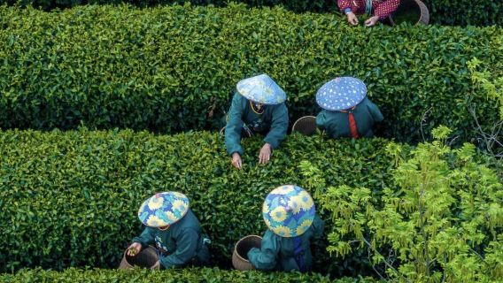 1-Day Tour with English Guide: Hangzhou Xixi Wetland Cruise + Longjing Village Tea Picking (Foreign Guests Welcome)