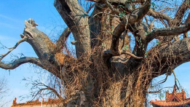 Lawatan separuh hari di Tarikan Pelancongan Pokok Besar Hongdong [Pakej Premium] [2 Jam Mendalam] [Pakej Persendirian]