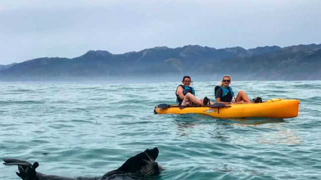 オハウポイントアザラシコロニー カヤック及びカヌー3時間【ニュージーランド・カイコウラ ペダルカヤックでアザラシ観察体験|サンセットカヤックアドベンチャー】