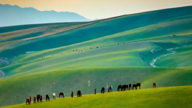 新疆全域 - 多言語対応プロフェッショナルガイド｜展示会通訳｜ビジネス視察通訳｜旅行貸切チャーターカスタマイズ｜空港送迎