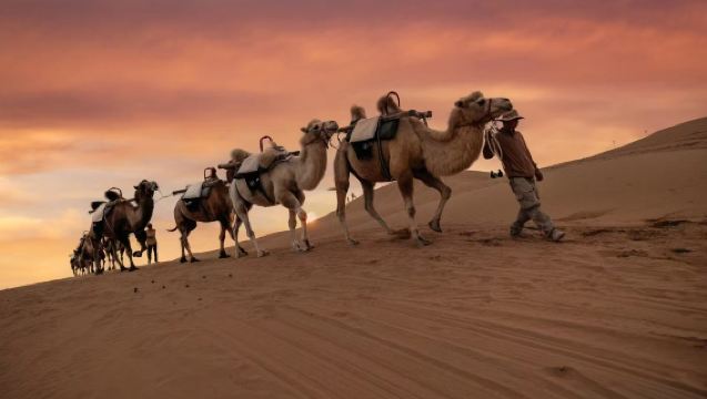 大漠聽駝鈴，解鎖沙漠鬆弛感，駱駝騎行體驗