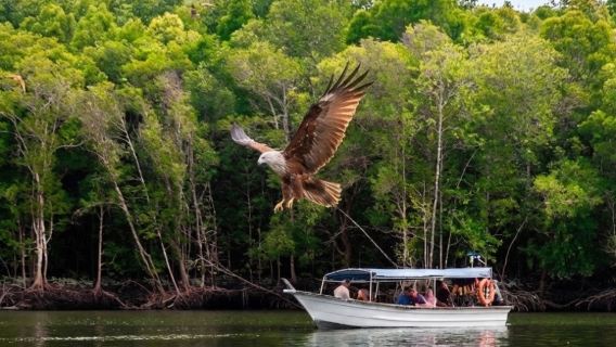 Langkawi Kilim Geoforest Park Mangrove Boat Tour 3-Hour Shared Cruise
