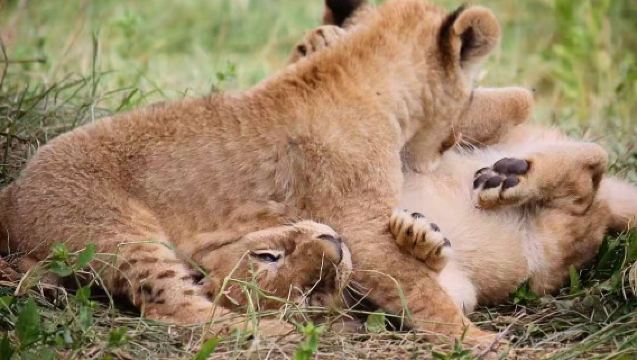 Pakej Persendirian Migrasi Besar Haiwan Tanzania | Pemandu Pelancong Berpengalaman + Pemandu Tempatan · Lawatan Bebas Disesuaikan Khas