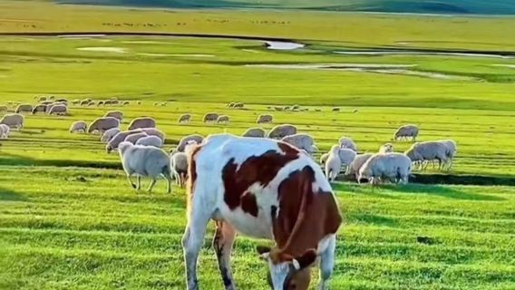 1-day tour of hiking in Hulunbuir grassland and enjoying Ergun wetland park