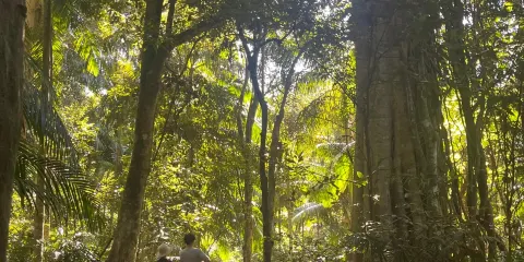 澳洲 布里斯本 天寶林山 經典路線 包車一日遊
