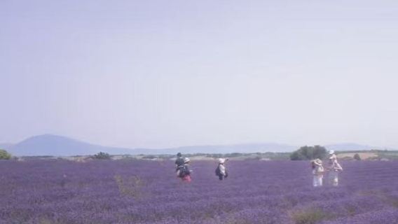 普羅旺斯一日遊路線打卡|薰衣草+陶瓷小鎮+聖十字湖包車定制遊