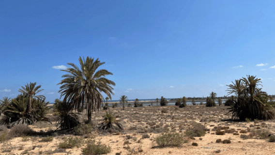 Djerba: Quad Bike Safari on the Island