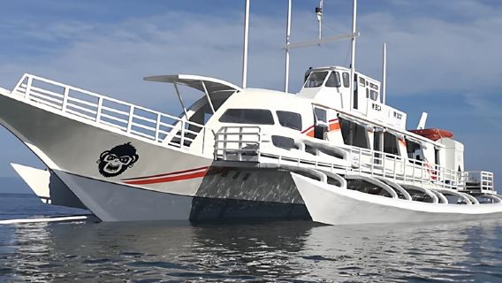 Pakej ikan paus yu Pulau Bohol sehala pergi-balik Oslob snorkeling selam skuba ikan paus yu