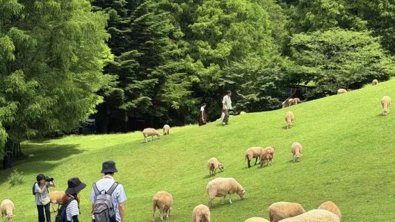 Depart from Kobe: Mount Rokkō Ranch + Kobe Animal Kingdom + Arima Onsen + Mount Rokkō, admission tickets not included
