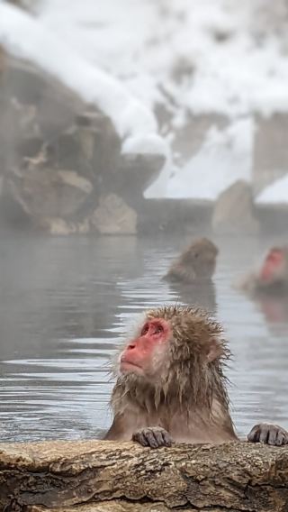 1 Day Snow Monkey Tour from Tokyo with Sukiyaki Lunch!