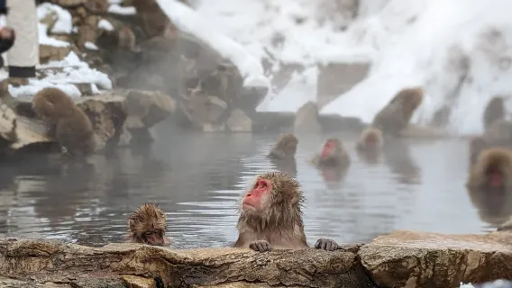 1 Day Snow Monkey Tour from Tokyo with Sukiyaki Lunch!