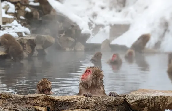 長野地獄谷雪猴、日式壽喜燒一日遊(保證出發，英語導遊！)