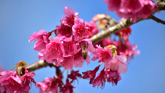 沖縄北部桜めぐりワンデーツアー:八重岳桜+美ら海水族館+万座毛+古宇利島