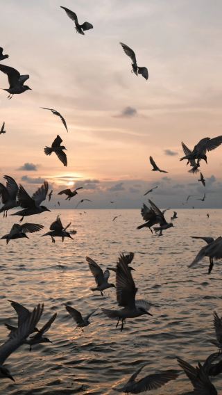 Kuala Selangor 1-day tour to watch eagles, fireflies, and Blue tears (includes boat ticket)