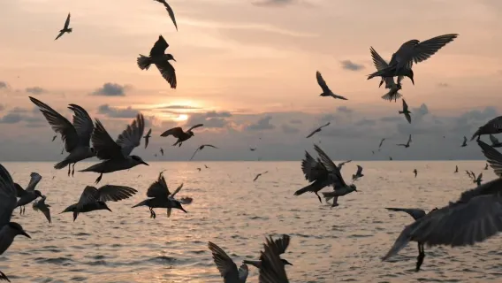 Excursion d'une journée à Kuala Selangor : observation des aigles, des lucioles et des larmes bleues (Ticket de bateau inclus)