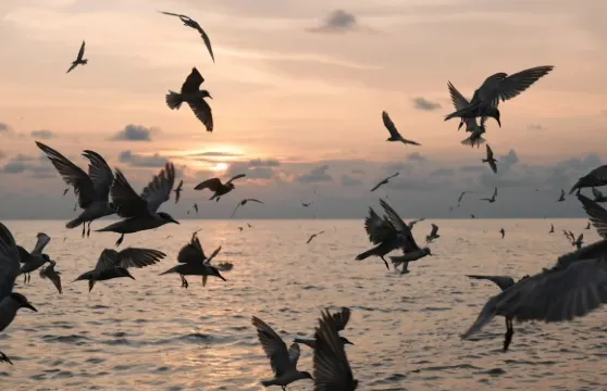 瓜拉雪蘭莪觀看老鷹和螢火蟲和藍眼淚一日遊(包括船票)