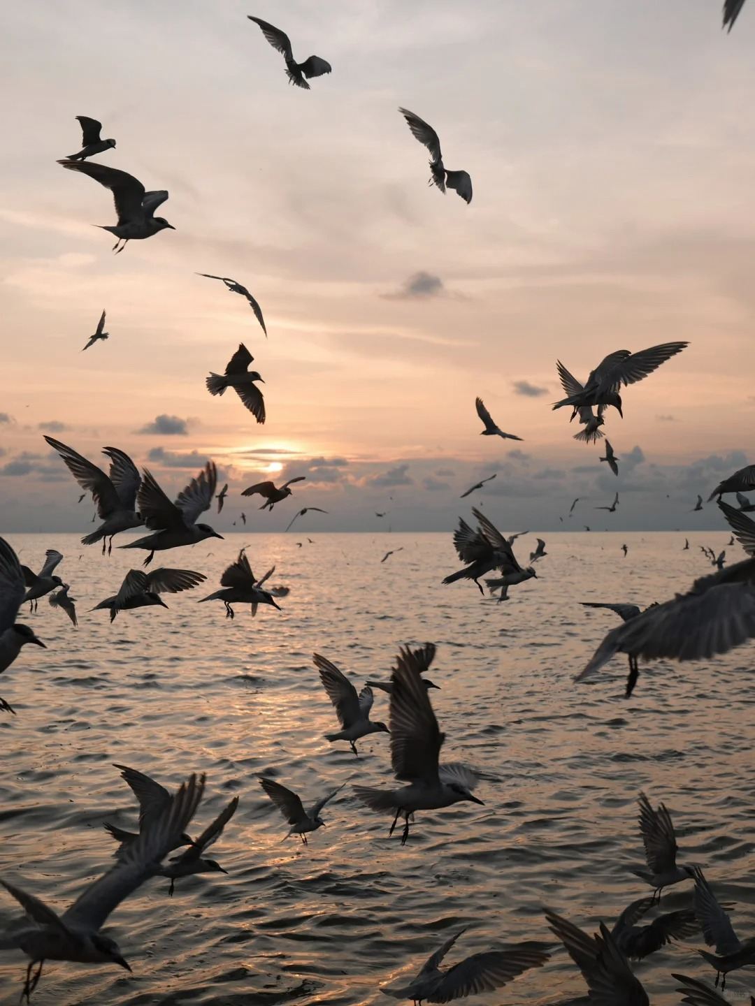 Perjalanan satu hari melihat elang, kunang-kunang, dan blue tears di Kuala Selangor (termasuk tiket kapal)