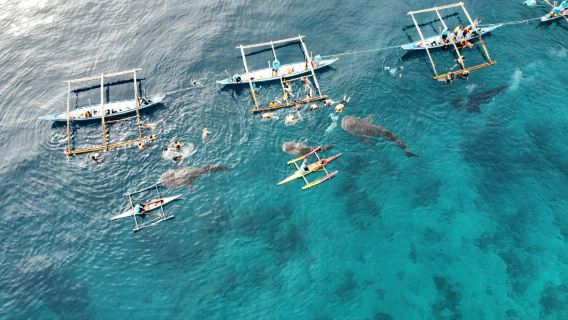 Cebu: Walhai-Abenteuer in Oslob & Tagesausflug zur Festungsruine Cuartel