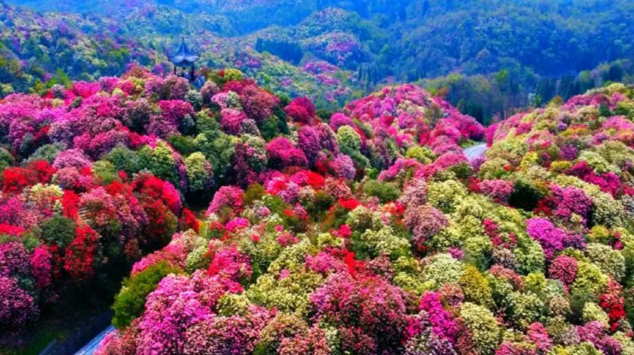 中國貴州：導遊地陪 | 專業翻譯| 商務接待【普通話/英文/俄文/法文/德文/西班牙文/日韓意葡等小語種】#