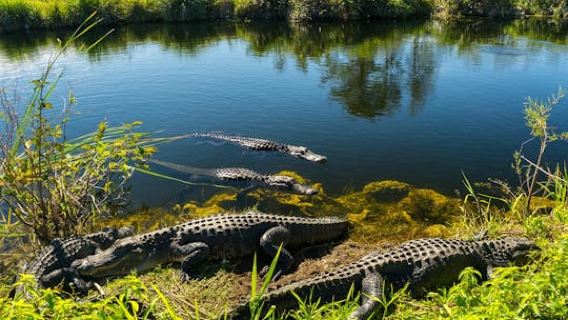 Everglades National Park nature walk & air boat ride