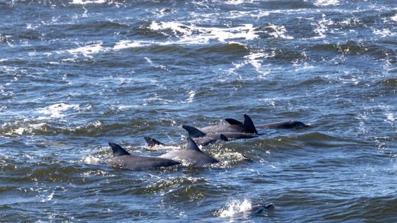史蒂芬港觀海豚一日遊【普通話司導|觀海豚|滑沙|含午餐】