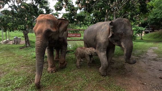 Chiang Mai
