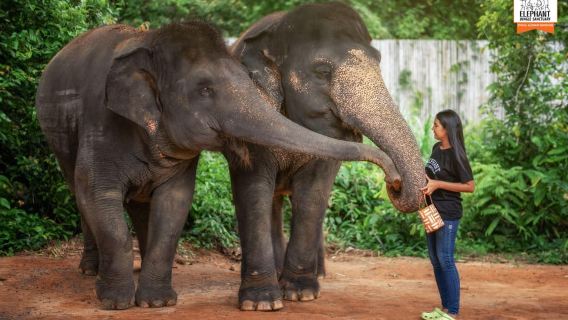 Phuket: esperienza di alimentazione etica degli elefanti nel Santuario della giungla