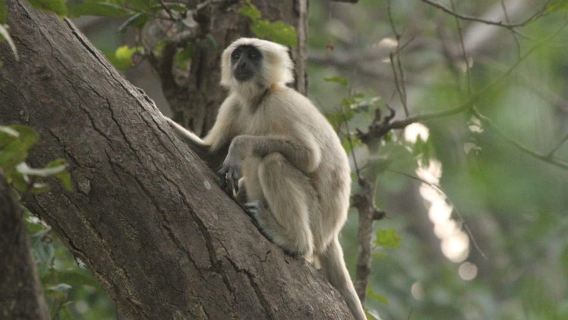 Da Delhi: safari naturalistico in giornata a Sriska e Jhalna