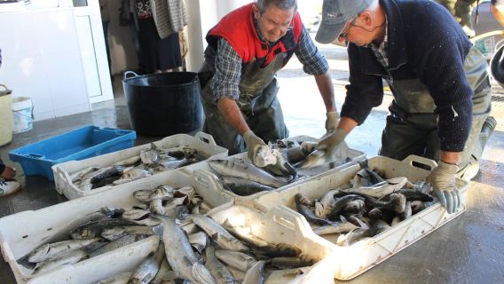 สามเหลี่ยมปากแม่น้ำเอโบร: ทัวร์พร้อมไกด์นำเที่ยวสามเหลี่ยมปากแม่น้ำตอนเหนือพร้อมไกด์ท้องถิ่น