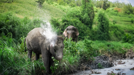 สัมผัสประสบการณ์ทัวร์เดินชมช้างแบบไปเช้าเย็นกลับกับ Elephant Jungle Sanctuary เชียงใหม่