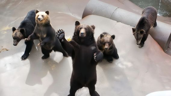 北海道登別地獄谷+昭和新山熊牧場+洞爺湖一日遊【1人成團】