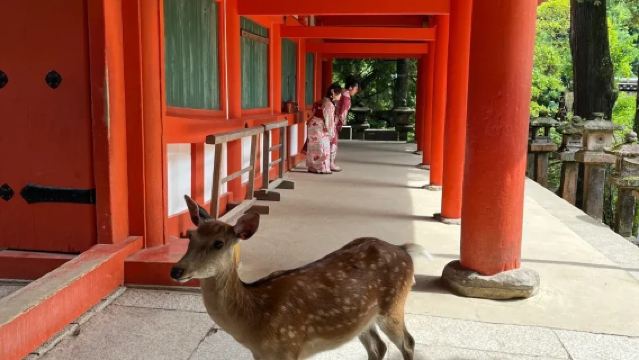 Japan Kyoto/Osaka/Nara/Uji/Kobe Private Charter for One Day in Kansai - Inquire Now for Discount