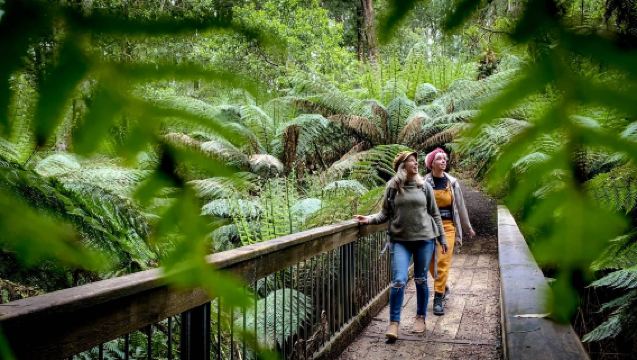 Great ocean road + twelve apostles tour in Melbourne, Australia [Round-trip from city/Koala spotting]