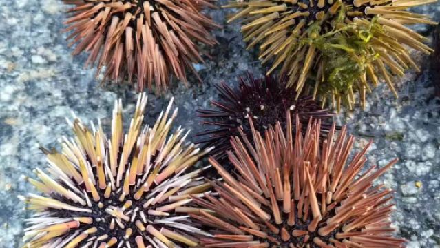 Boat Fishing Excursions [Back Sea/Lingshui/Wanning] - Choose Your Preferred Camp