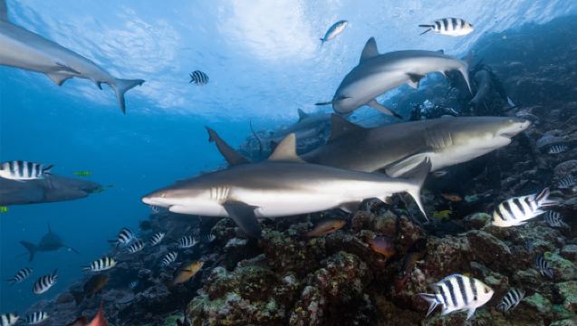 ทัวร์ 1 วันดำน้ำกับฉลามที่ได้รับใบอนุญาตในเบกา ฟิจิ รวมดำน้ำกับฉลาม 2 ครั้งที่แอ่งเบกา พร้อมบริการรับส่งในแปซิฟิกใต้