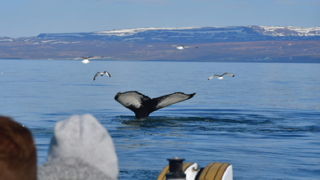 아이슬란드 후사빅 출발: 고래와 바다오리 관람 RIB 스피드보트 투어