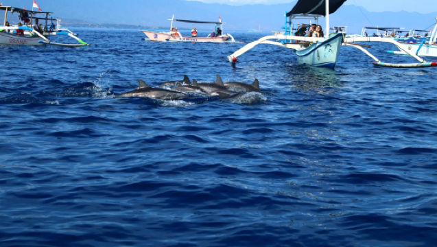 ทัวร์ 1 วันเหมารถส่วนตัวตามล่าปลาดอลฟินที่โลวินา [มีเส้นทางคลาสสิกให้เลือกหลายเส้นทาง/บาหลี/โลวินา]