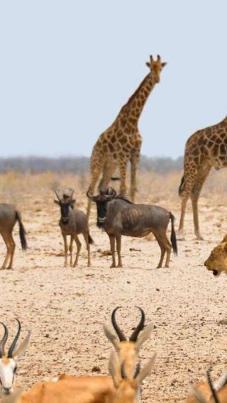 1-day tour to Etosha National Park safari from Windhoek, Namibia