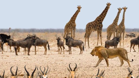 1-day tour to Etosha National Park safari from Windhoek, Namibia